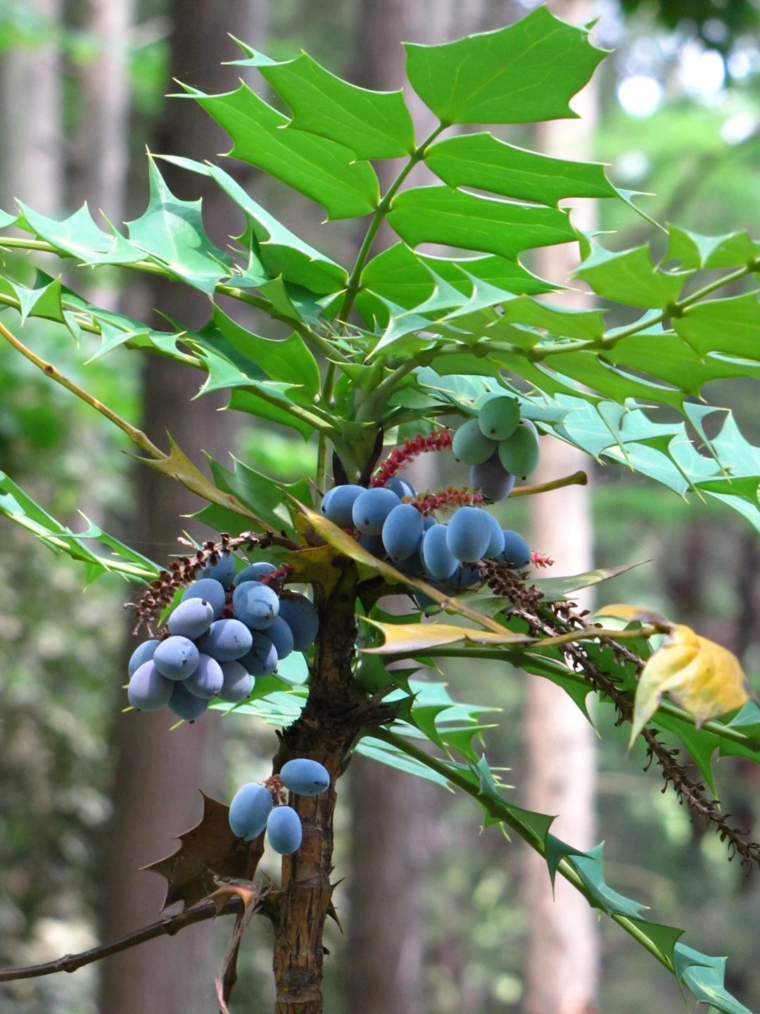 阔叶十大功劳这个植物大家认识吗?结的果子能吃吗?