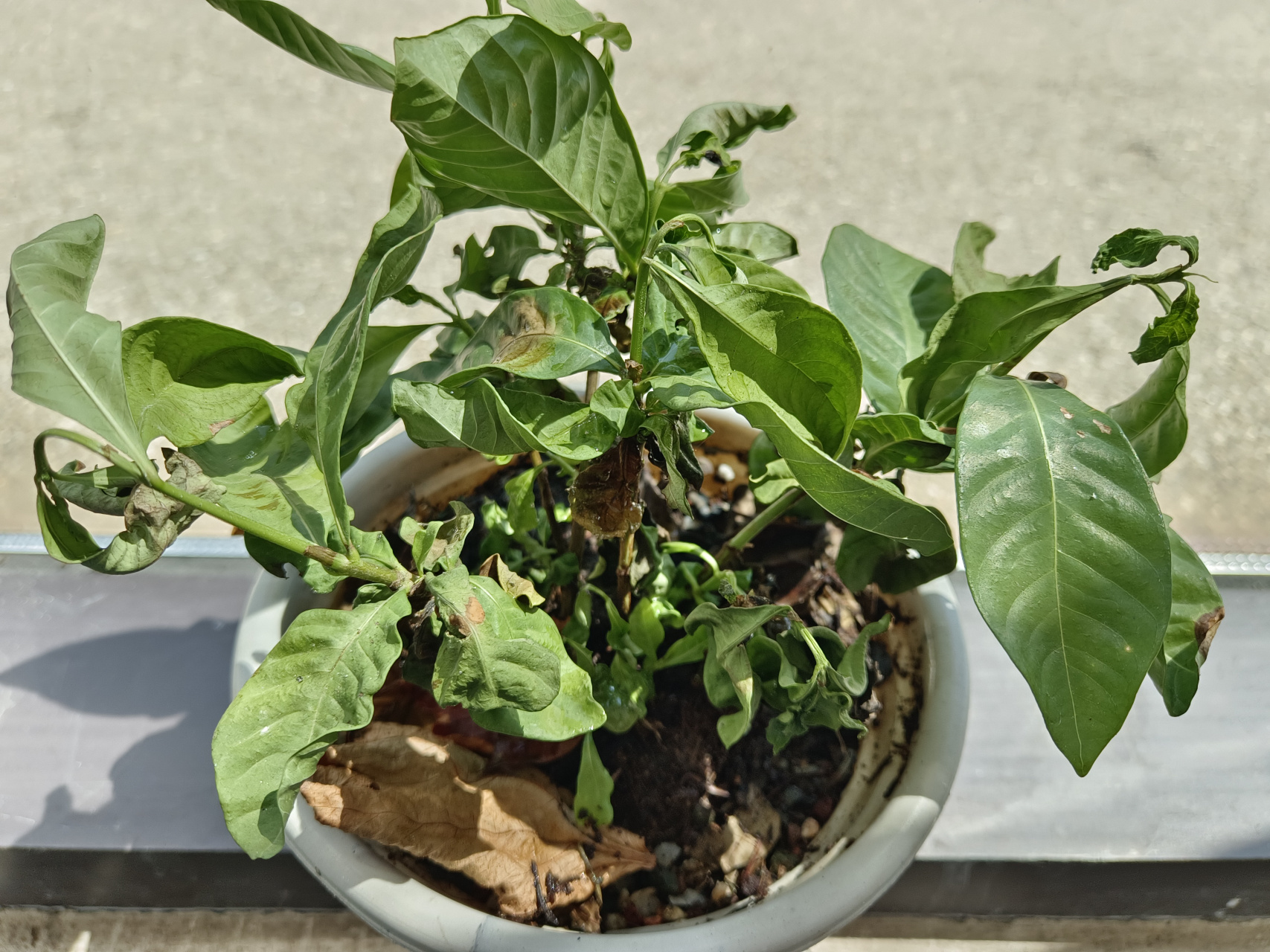 桅子花叶子基本上都晒干了,不知道还能不能救活