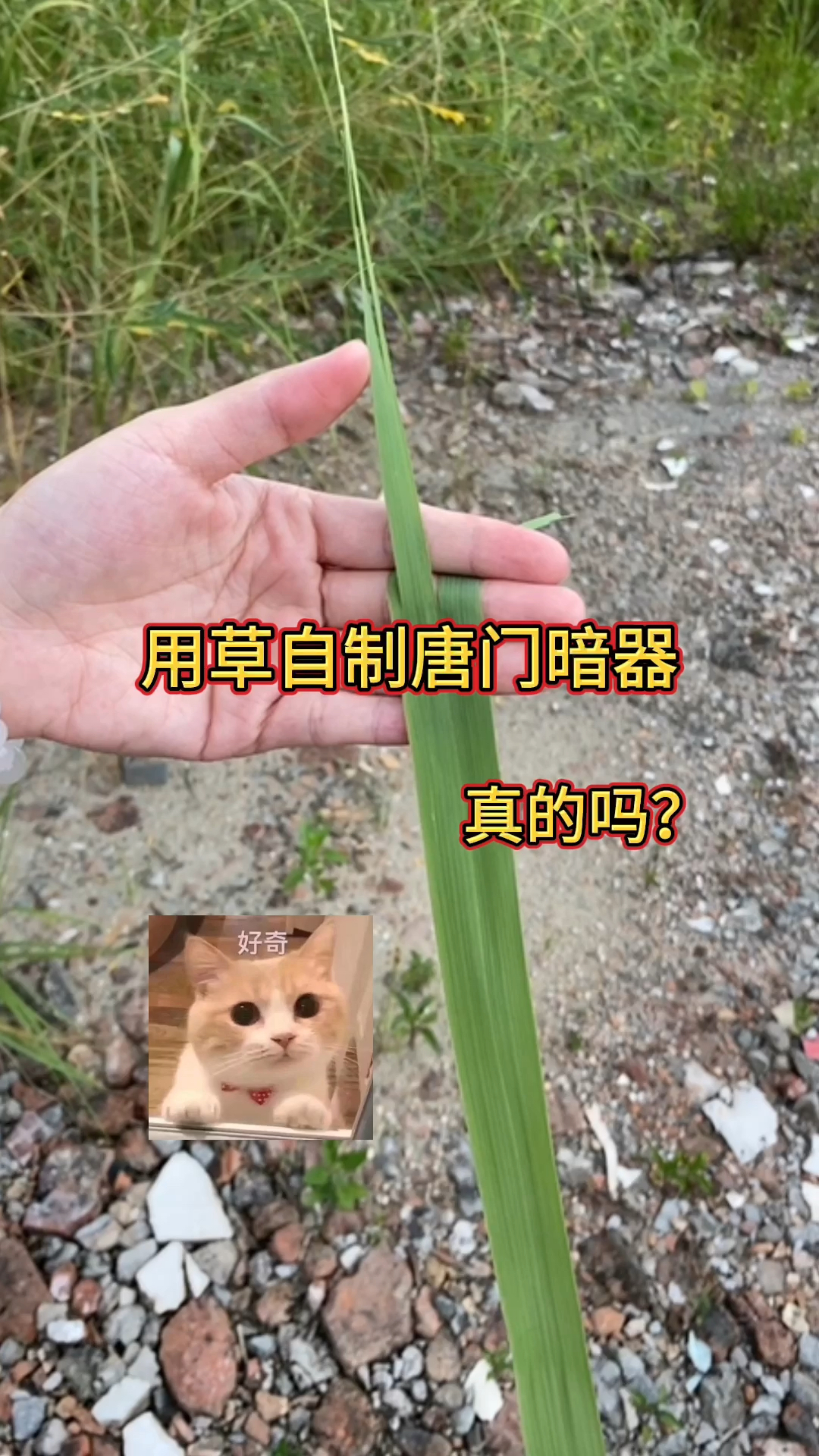 用草可以自制唐门暗器?