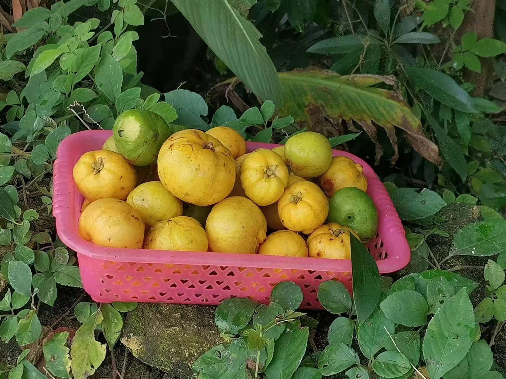 龙芒果树的叶子,一年四季都密密层层,翠绿不衰的,地上几乎没有落叶
