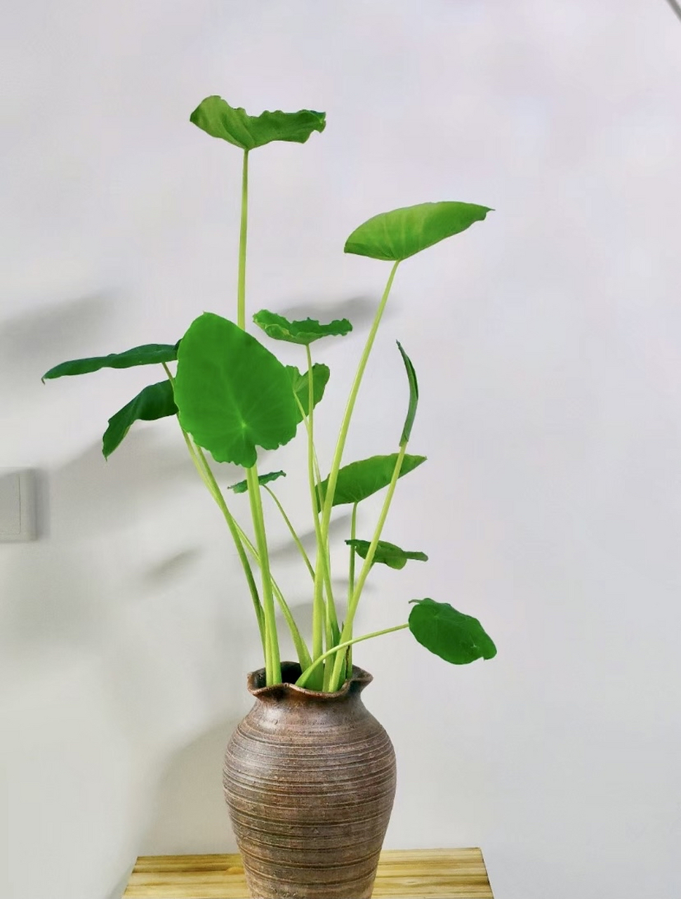 芋头竟然长得这么优雅,比多少买来的盆栽都漂亮,大家快去试试哦,丢水