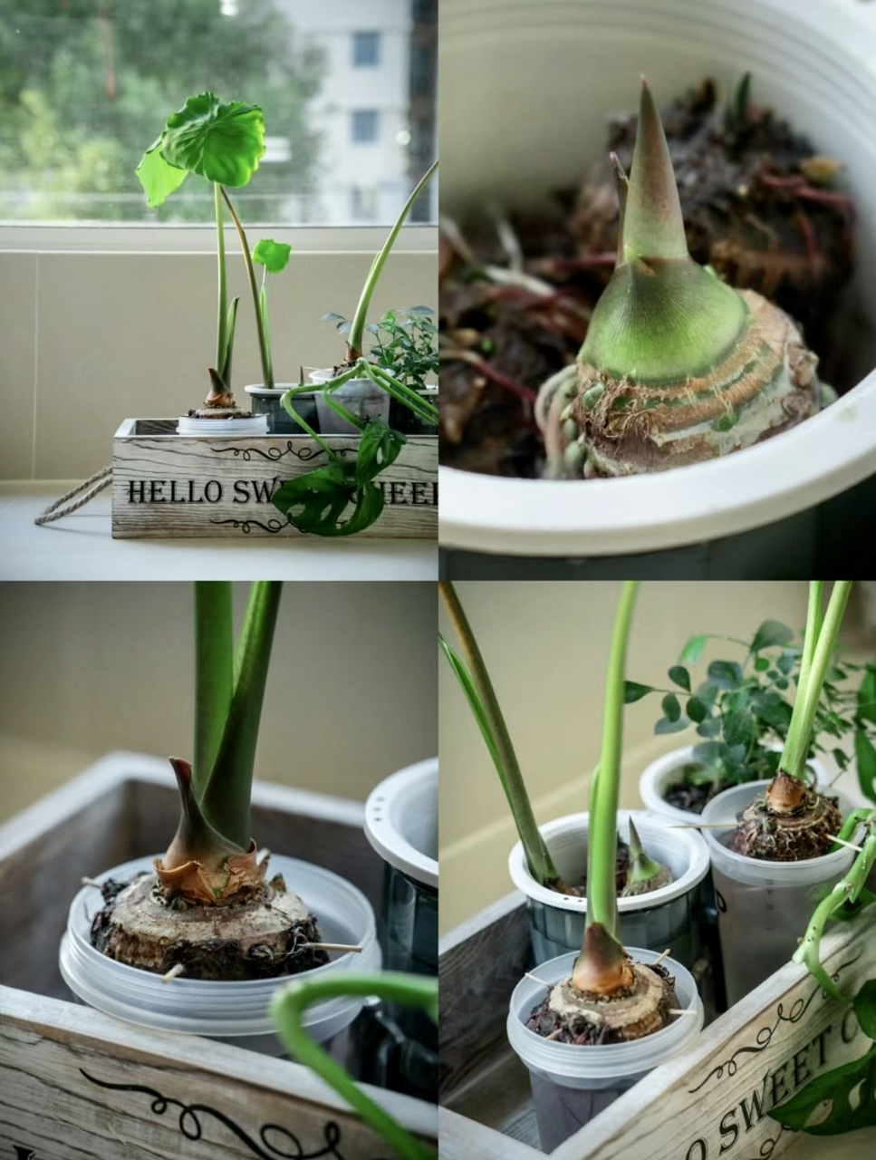 芋头竟然长得这么优雅,比多少买来的盆栽都漂亮,大家快去试试哦,丢水