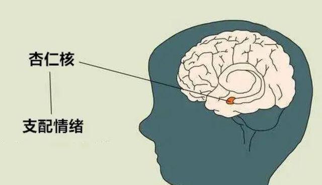 解密杏仁核：情绪控制与心理健康的关键