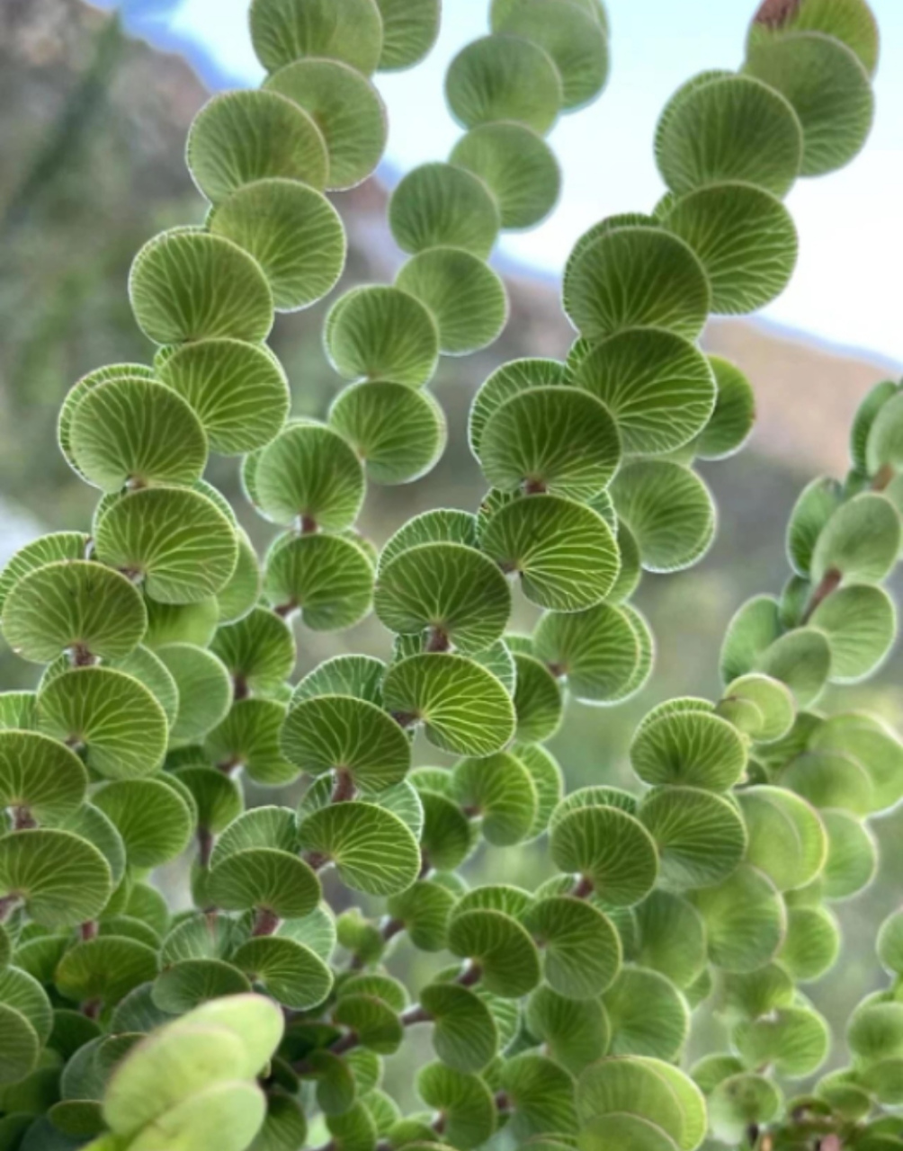 哈哈,好可爱的"夏日小蒲扇"啊.92  这种植物叫什么名字啊?