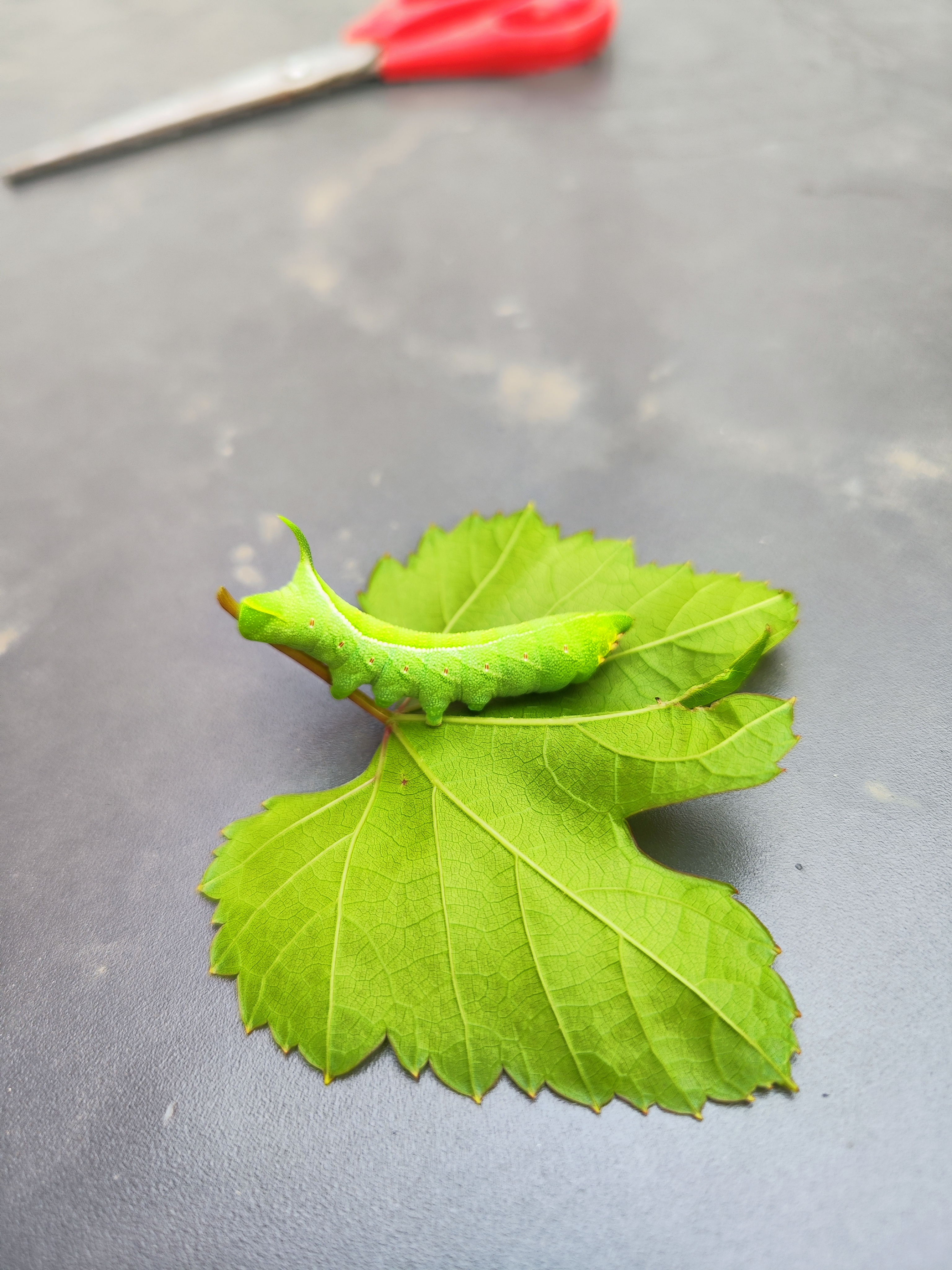 我家的葡萄树上老有这种虫子,友友们,你们认识这个虫子吗?