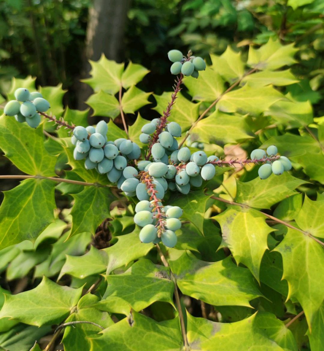 阔叶十大功劳这个植物大家认识吗?结的果子能吃吗?