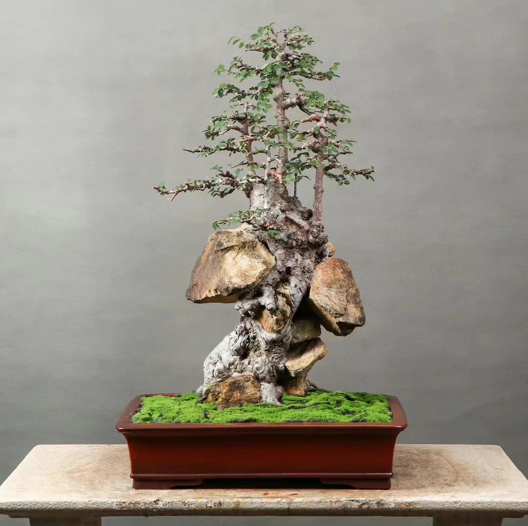 天然抱石榆树,丛林顶,全身都是宝,震撼!#图文动态同步大赛