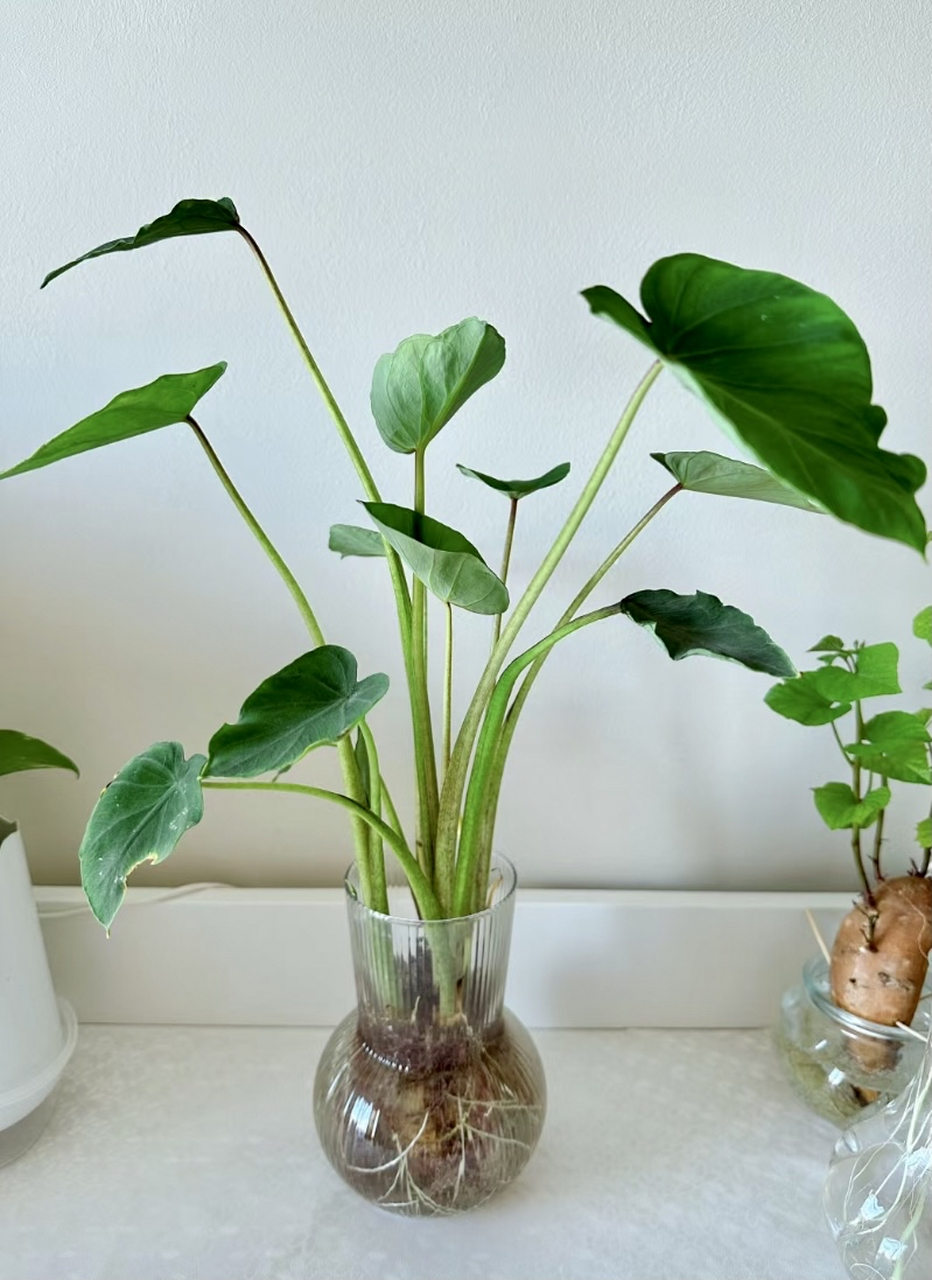 把芋头丢水里,竟养出来热带雨林的感觉,水培芋头也太美了吧!