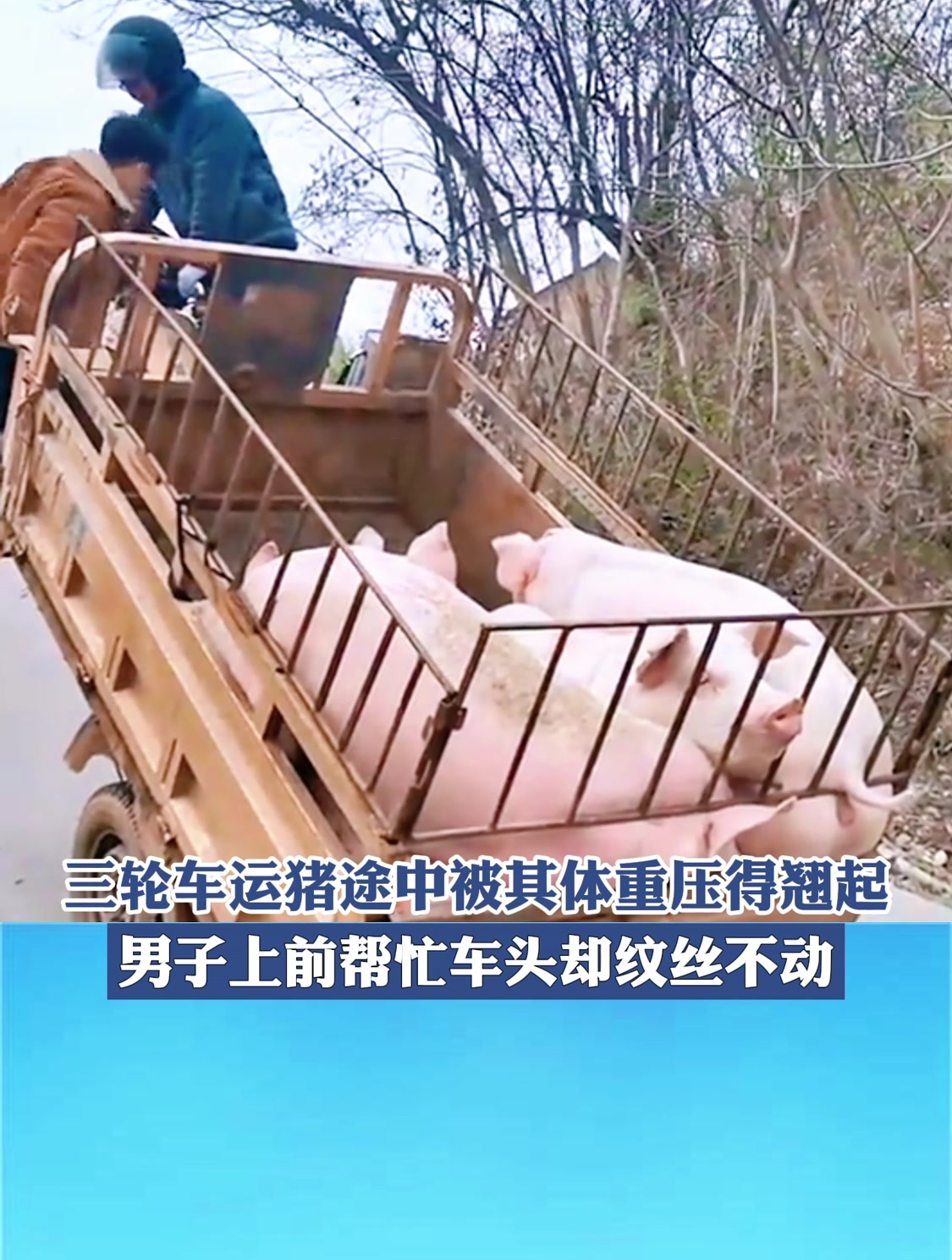 三轮车运猪途中被其体重压得翘起,男子上前帮忙车头却纹丝不动!