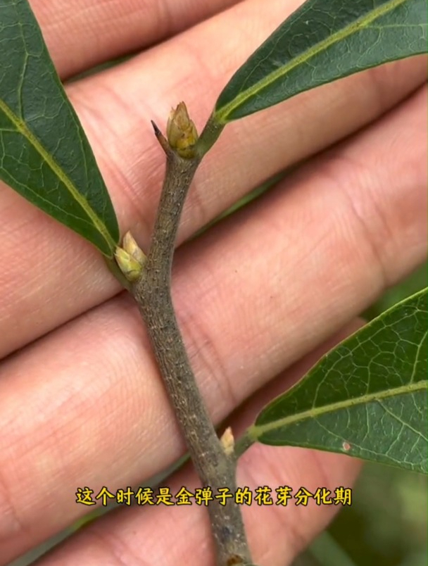 金弹子花芽与叶芽区别图片