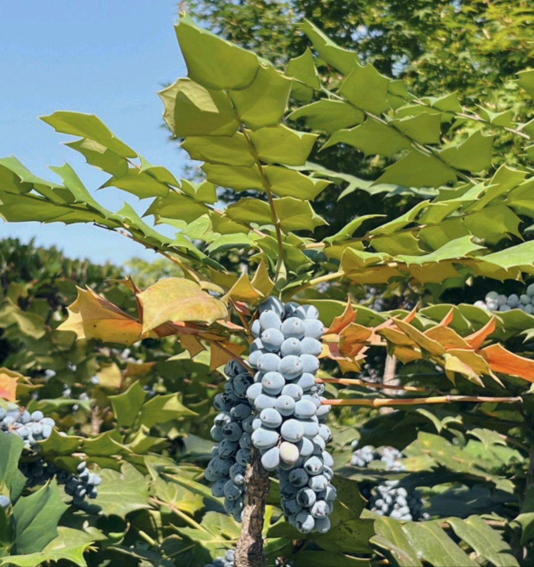 阔叶十大功劳这个植物大家认识吗?结的果子能吃吗?