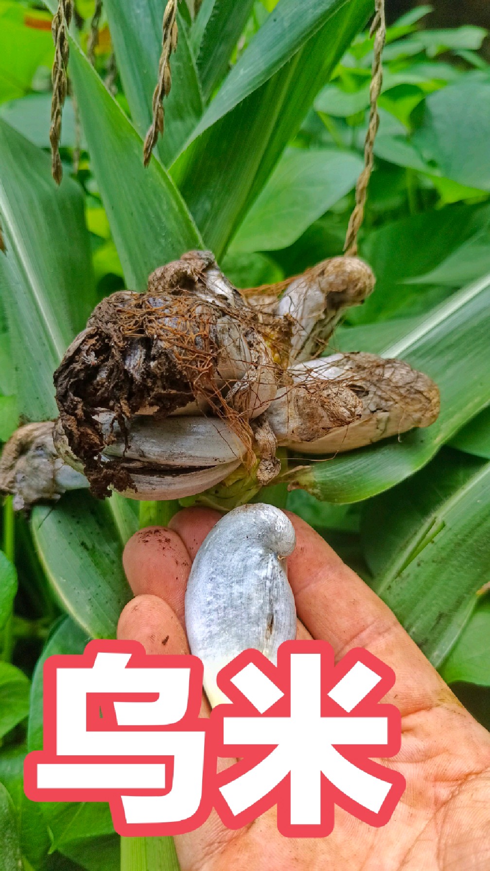 乌米,吃货眼中的美味玉米黑松露,灰包,黑霉菌