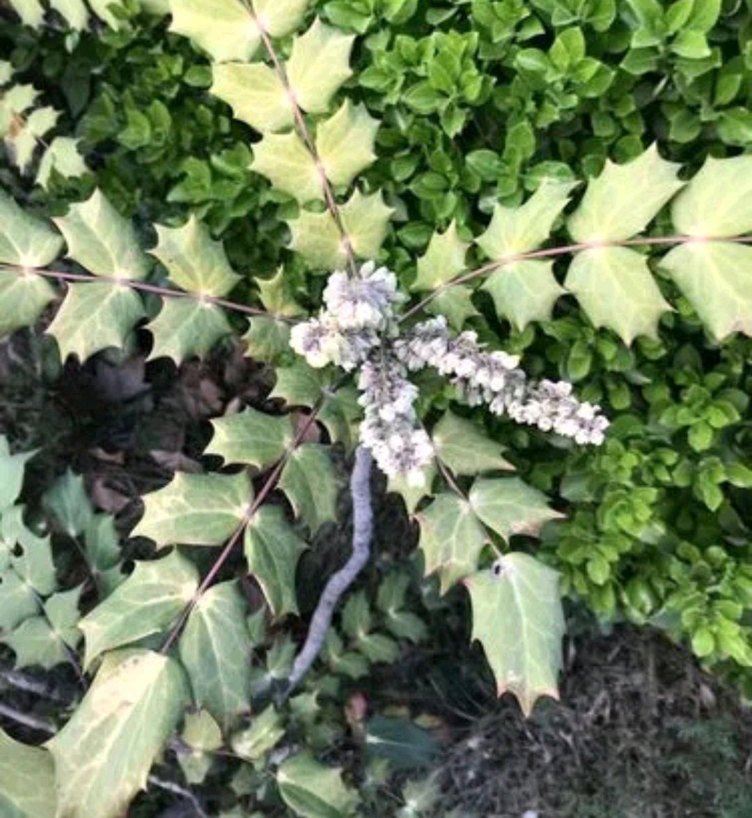 阔叶十大功劳这个植物大家认识吗?结的果子能吃吗?