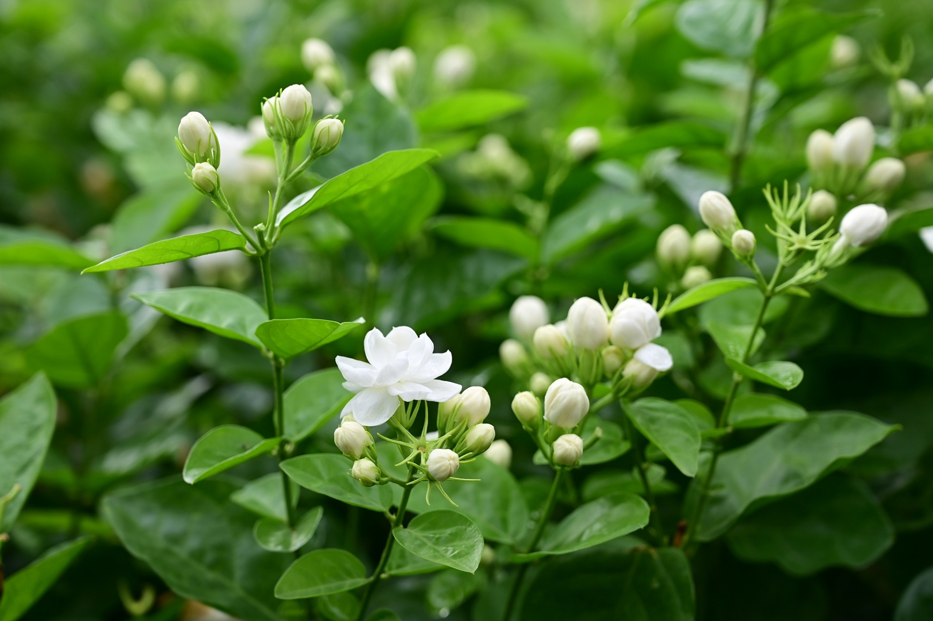 茉莉花的样子图片