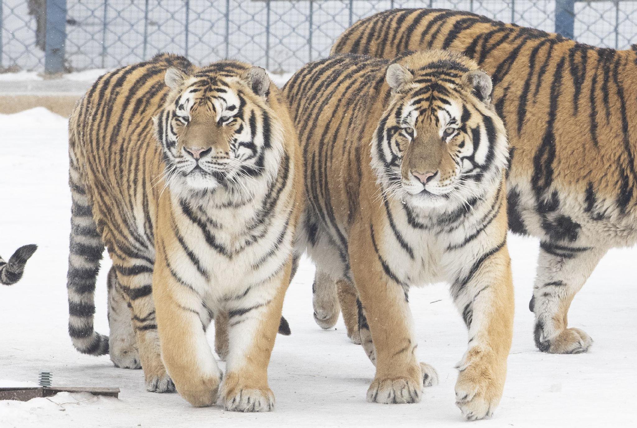 探索哈尔滨的冬日童话:十大不可错过的美景