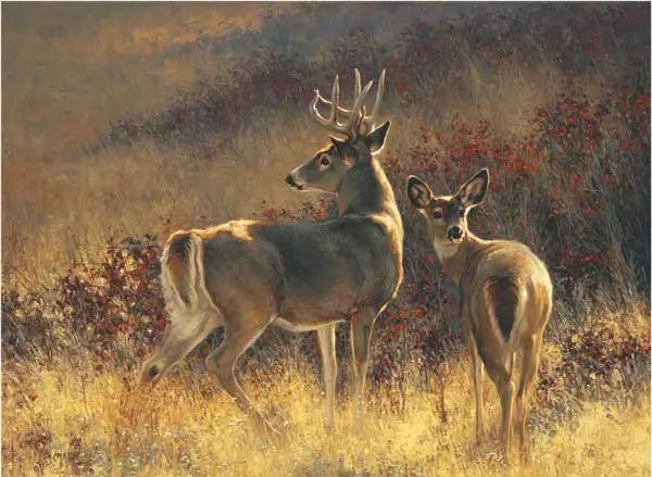 美国写实画家格雷格的野生动物绘画作品