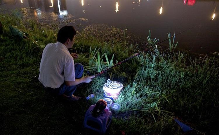 威胁夜钓安全的不仅有毒蛇,还有这几种生物,钓友们要注意!