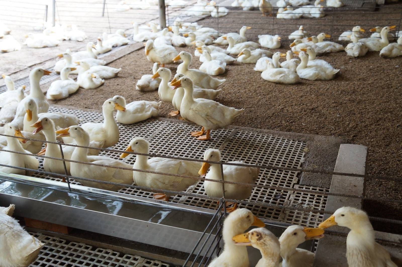 鸭得了曲霉菌病怎么办?鸭霉菌中毒的治疗方法,快收藏起来