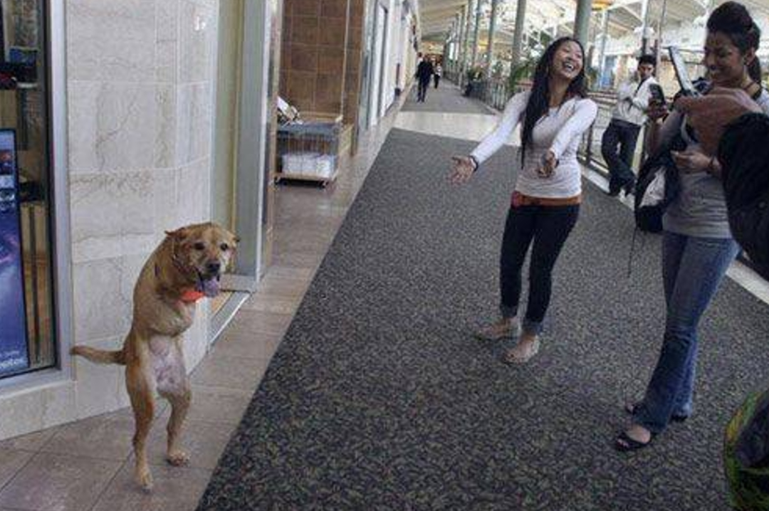 6个月训练两条腿狗狗直立行走,自闭症行为引导术"有奇效"