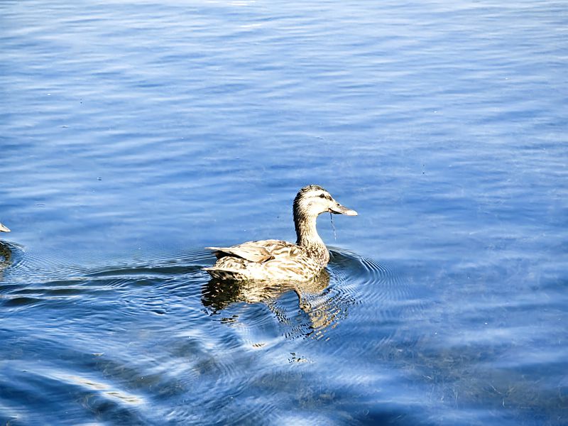 温泉博尔塔拉河国家湿地公园:自然的诗意画卷