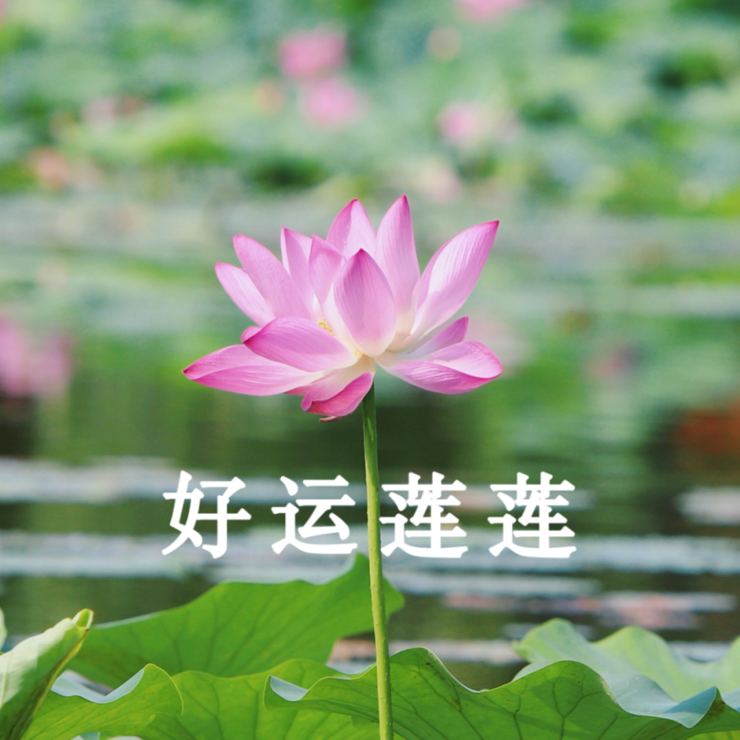 妈妈,您喜欢的"荷花头像"上新啦!