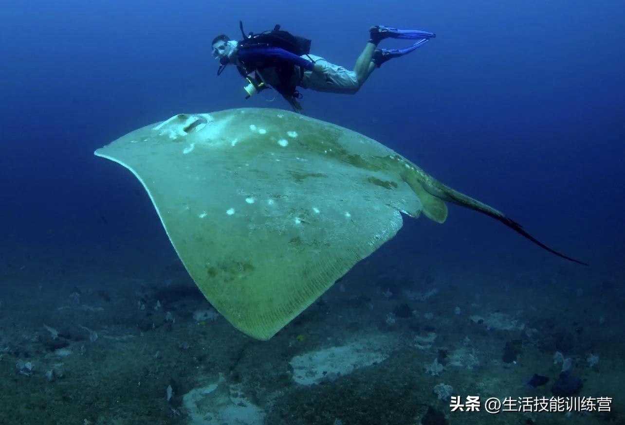 20个巨型的生物让人仿佛进入泰坦世界