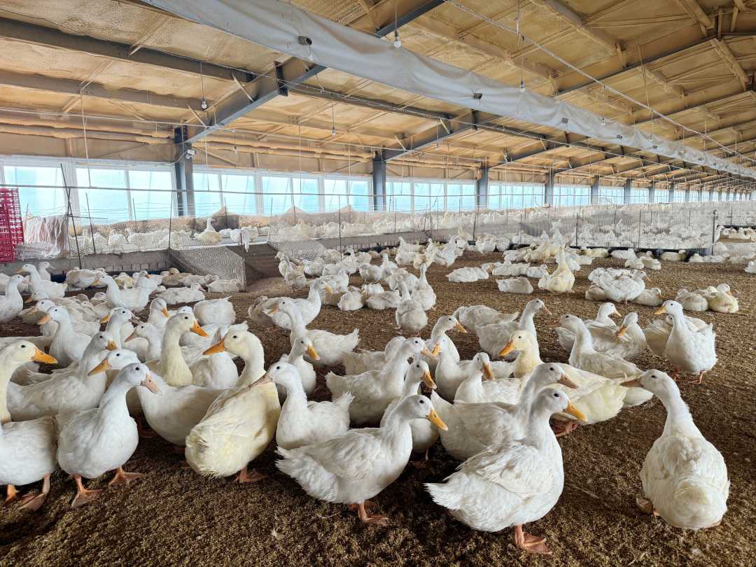 鸭得了曲霉菌病怎么办?鸭霉菌中毒的治疗方法,快收藏起来