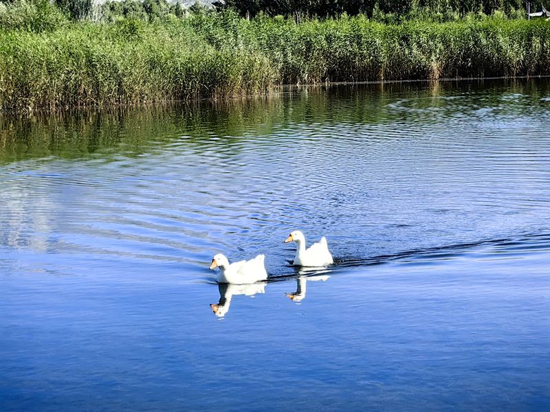 温泉博尔塔拉河国家湿地公园:自然的诗意画卷