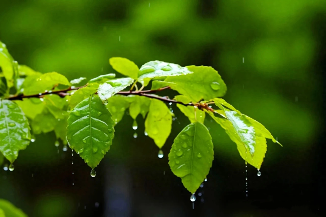 雨天拍照诗意唯美