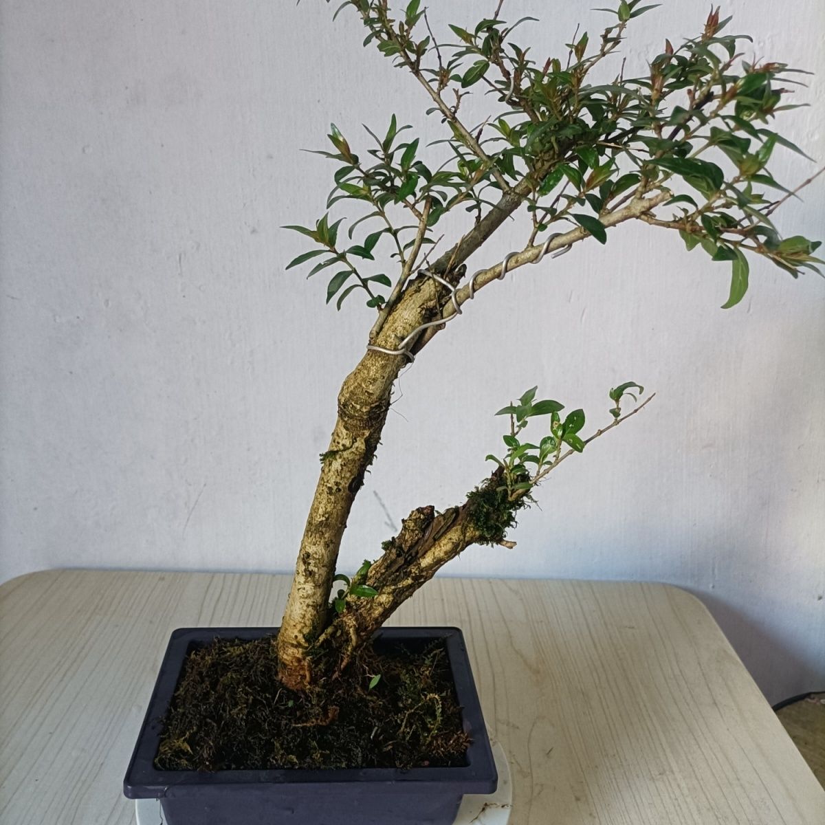 水杨梅盆景:绿意盎然的居家小森林,养护秘籍大公开!