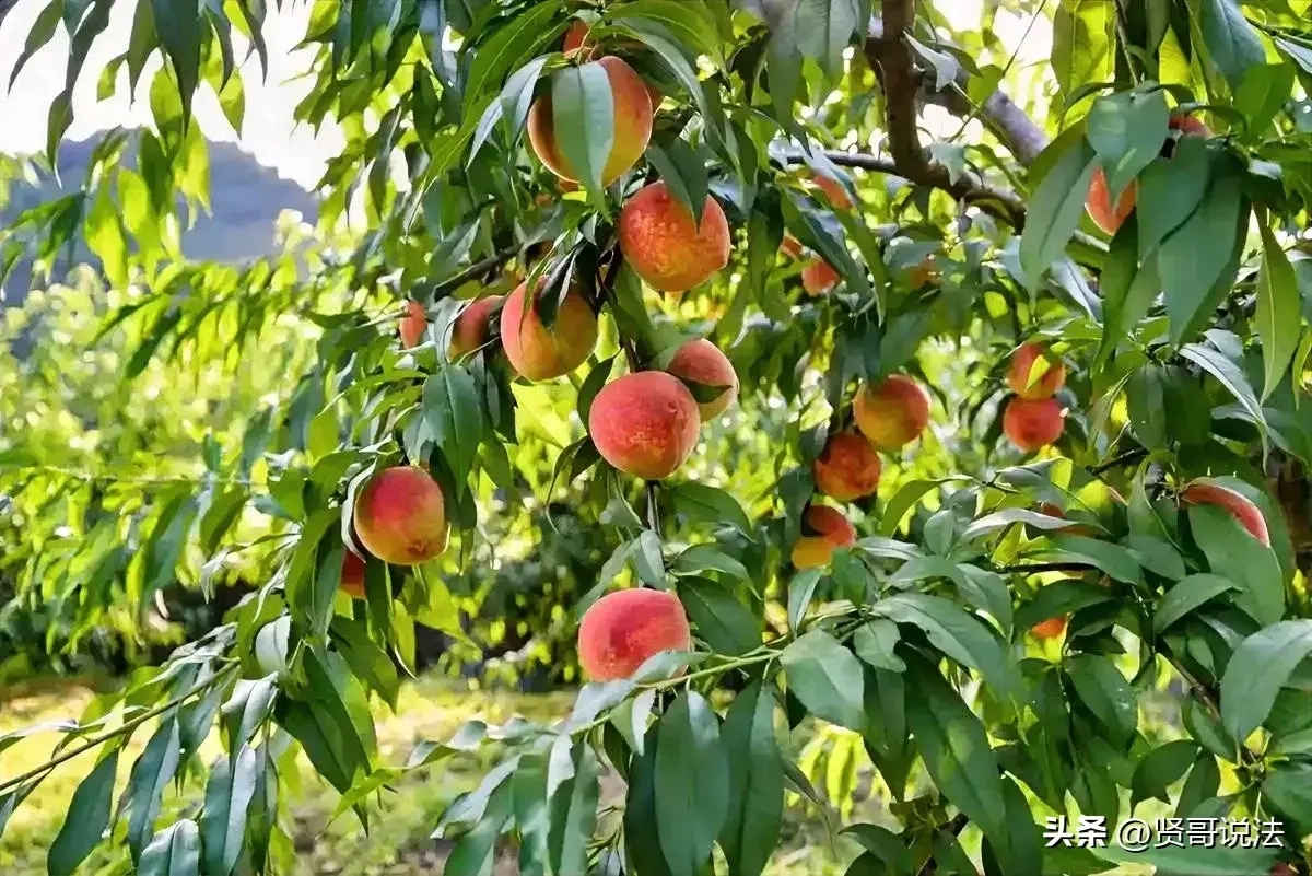 山东,一男子夜半时分溜进果园偷摘水果,园主发现后遂上前追击,在此