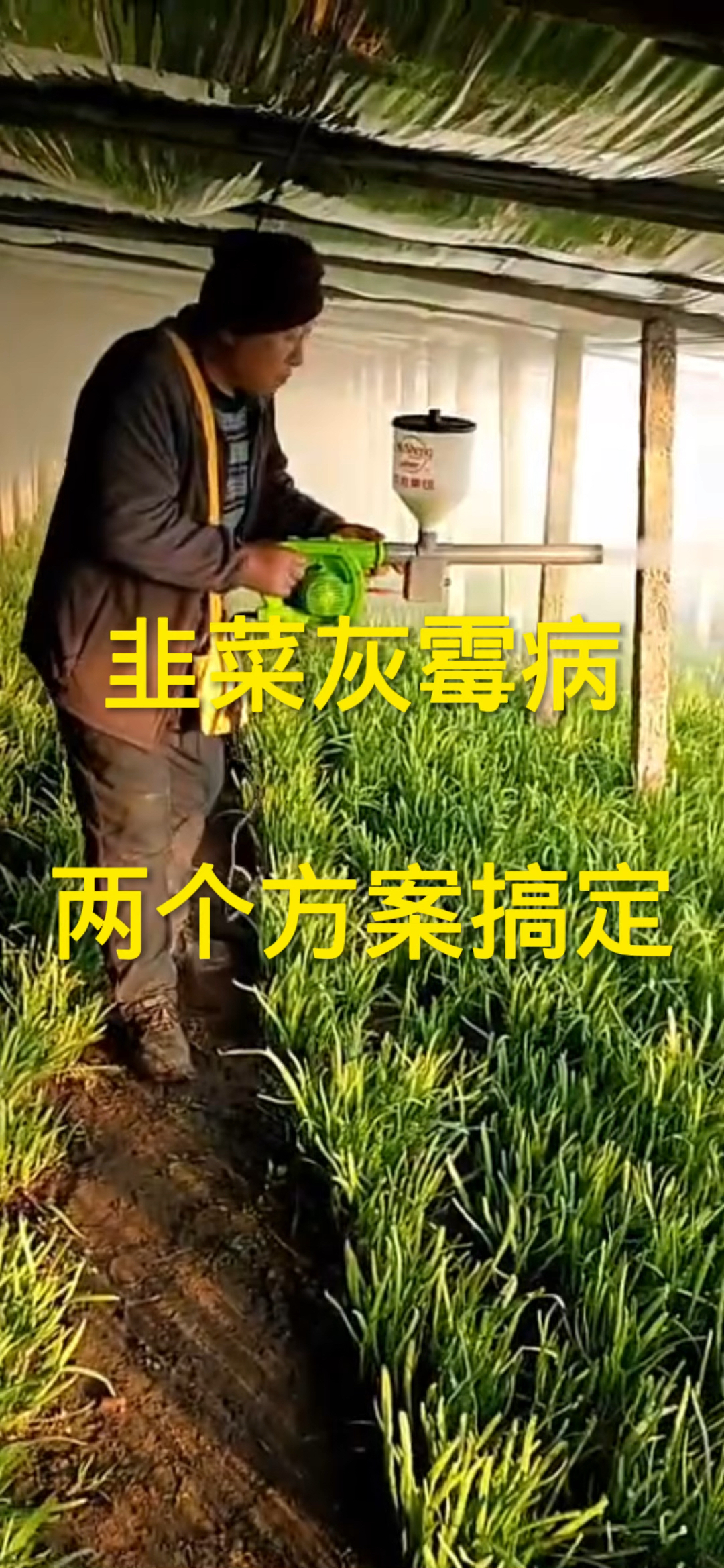 韭菜灰霉病,两个方案搞定!