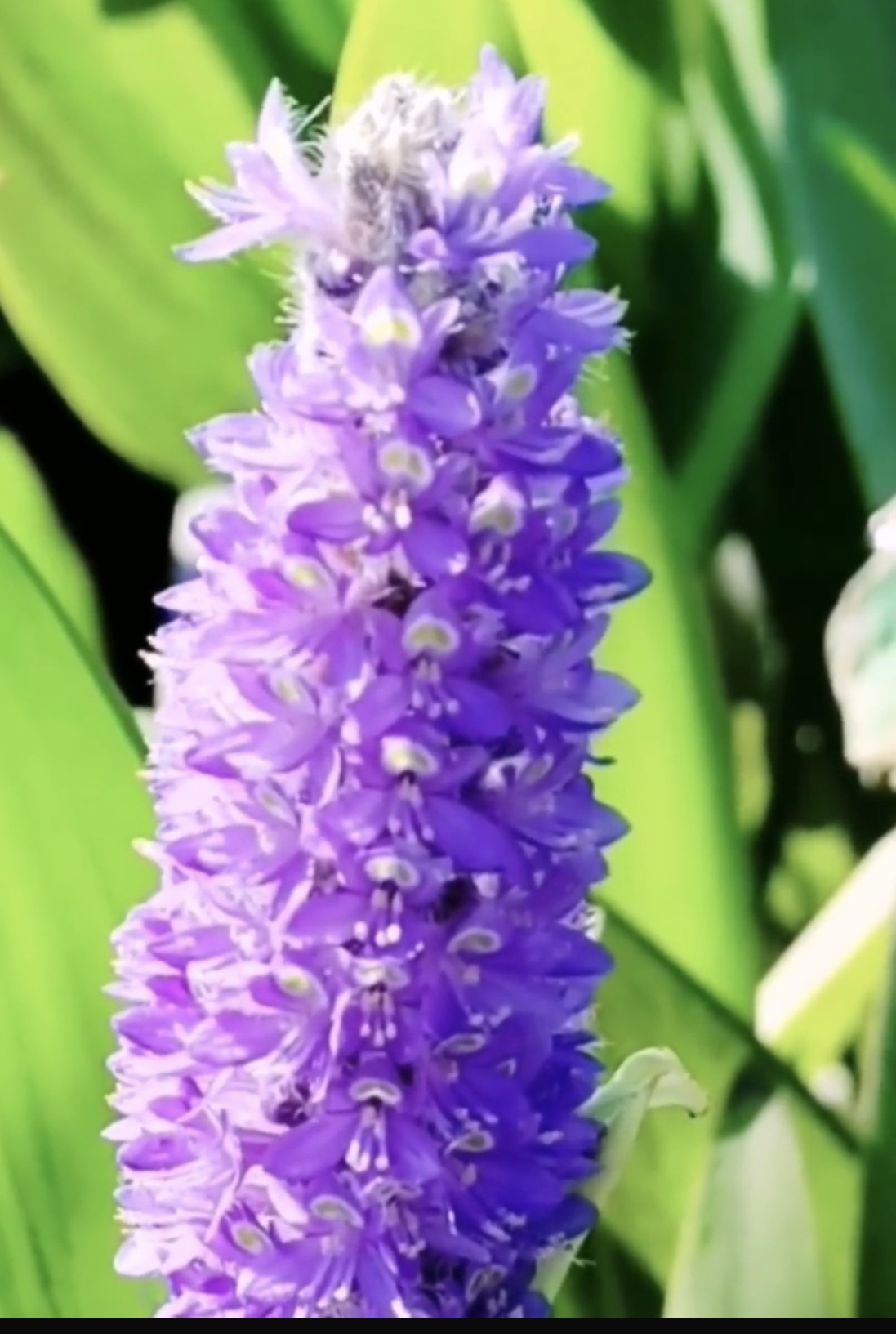 北京护城河,始建于明代.