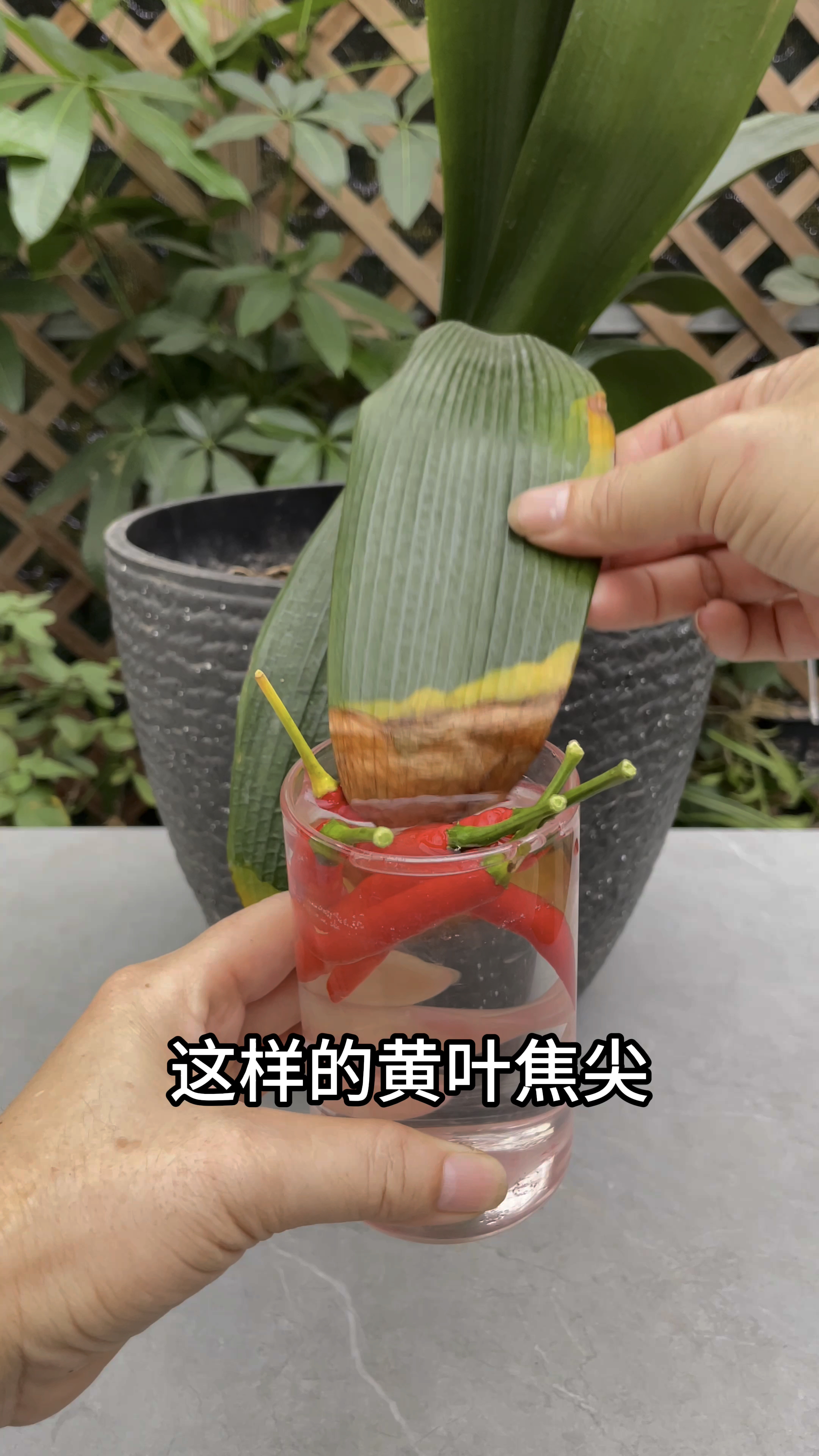 君子兰出现这样的黄叶焦尖,你知道怎么处理
