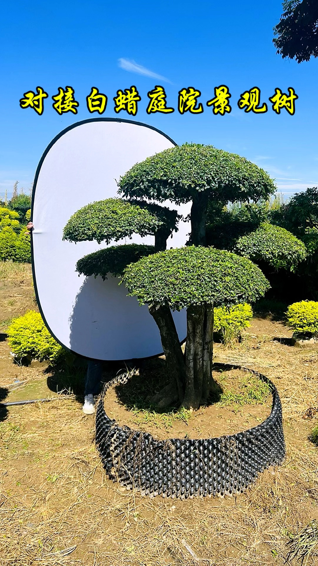 对接白蜡造型树,姿态万千美如画,园林景观绝佳选,值得拥有!