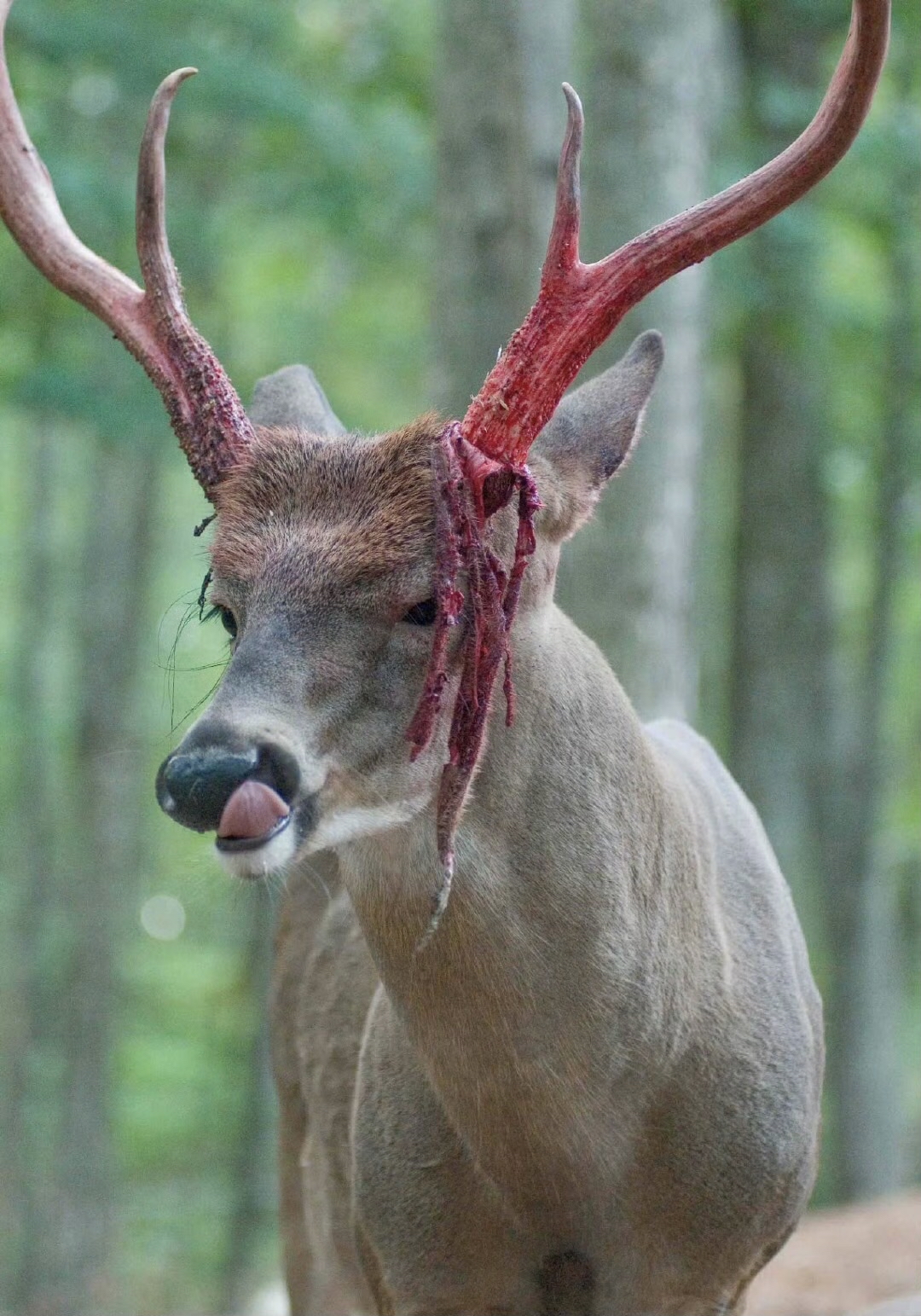 鹿角撕皮,带着痛感的美,瘠地驯鹿的鹿角扁平而壮观