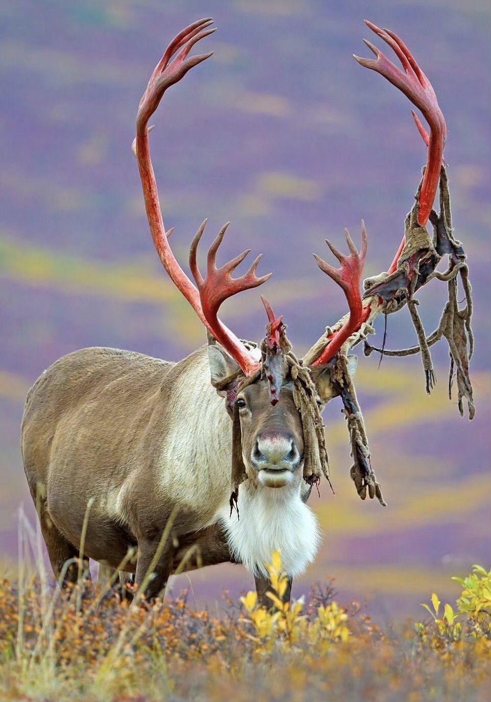 鹿角撕皮,带着痛感的美,瘠地驯鹿的鹿角扁平而壮观