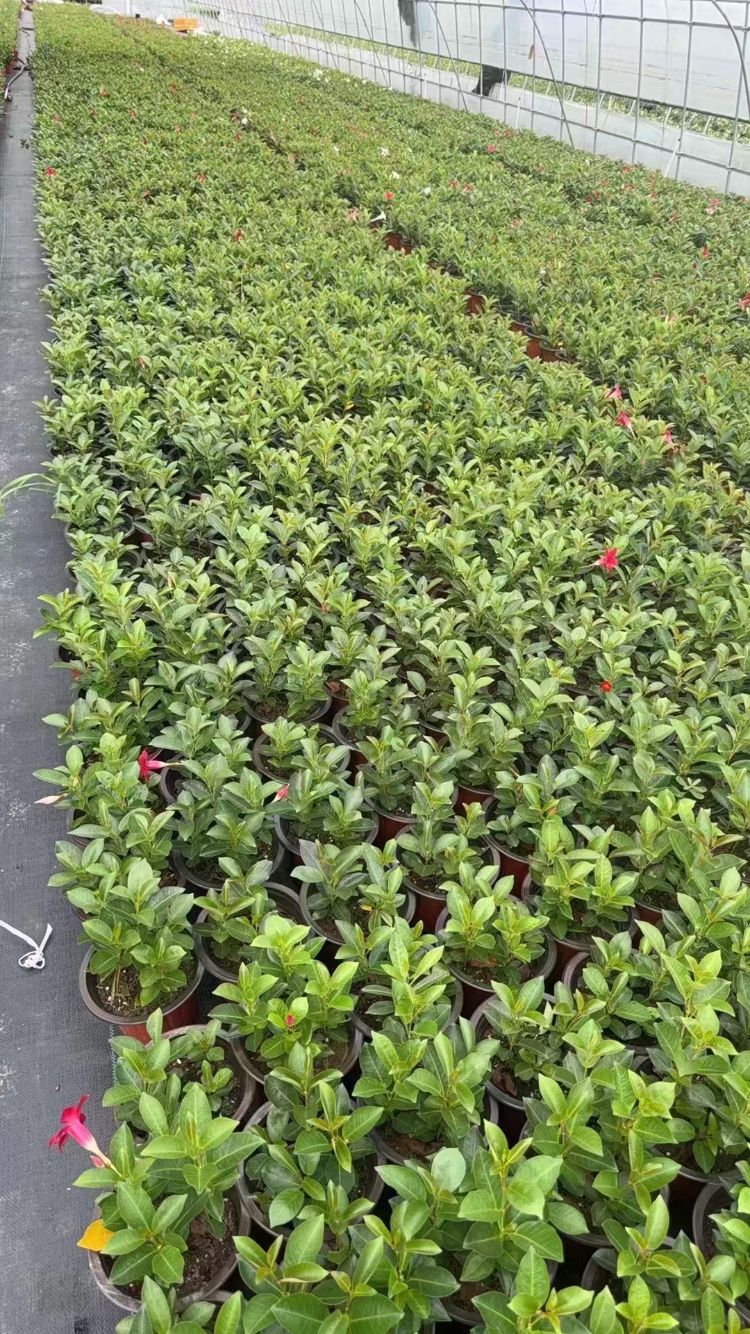 飘香藤又被称为红皱藤,双腺藤,双喜藤,文藤,红蝉花等