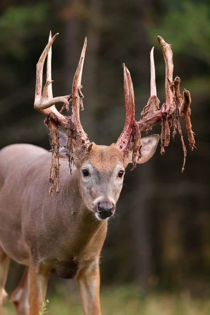 鹿角撕皮,带着痛感的美,瘠地驯鹿的鹿角扁平而壮观
