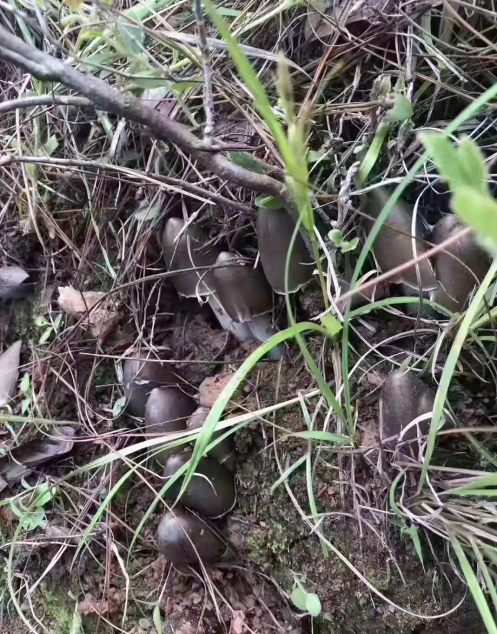 今天在野外散步,去时没看到,回来突然发现路边一窝鸡枞菌.