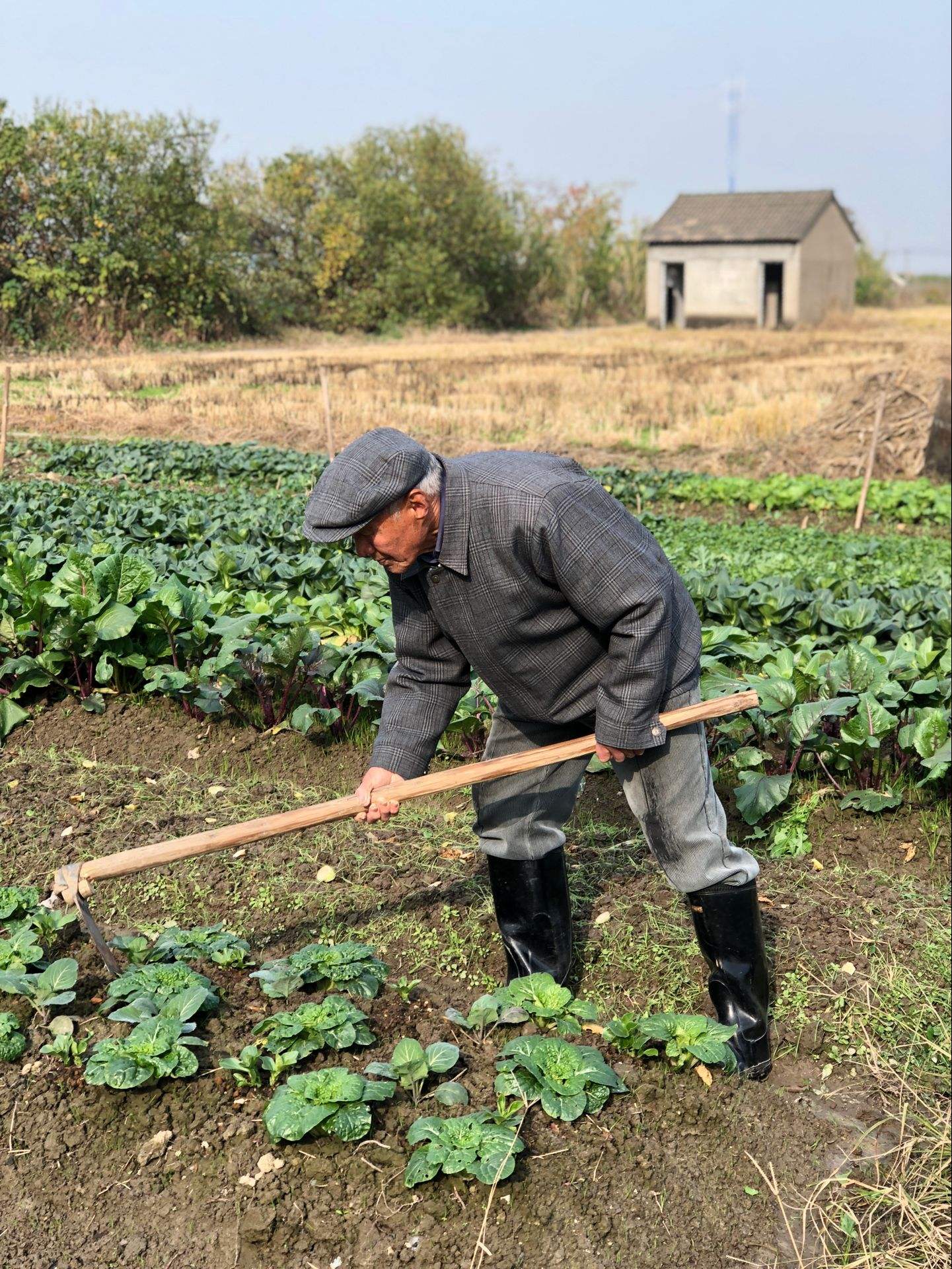 农活种菜的老翁老人刨地瓜的图片爷爷种菜的照片种菜的老农冬天爷爷