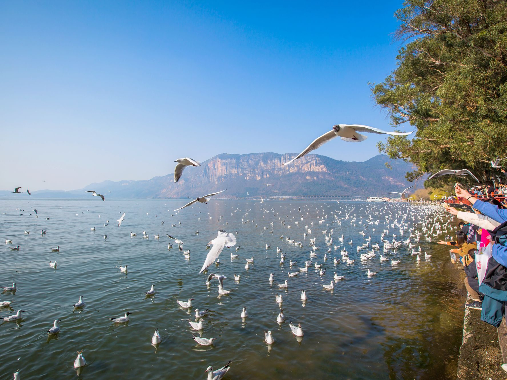 夏日闪光旅行家#昆明滇池:这里湖光山色,如果在湖边漫步,可以欣赏