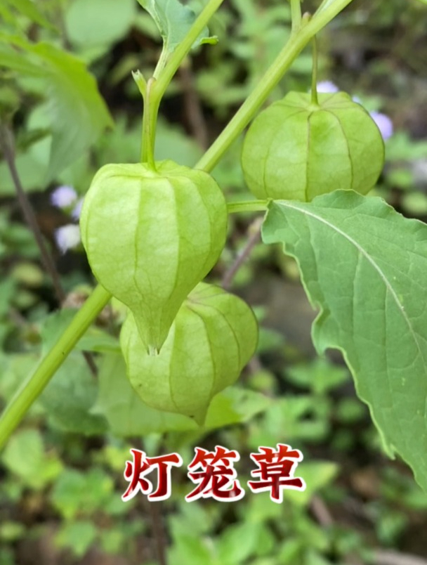 植物红灯笼药用价值图片