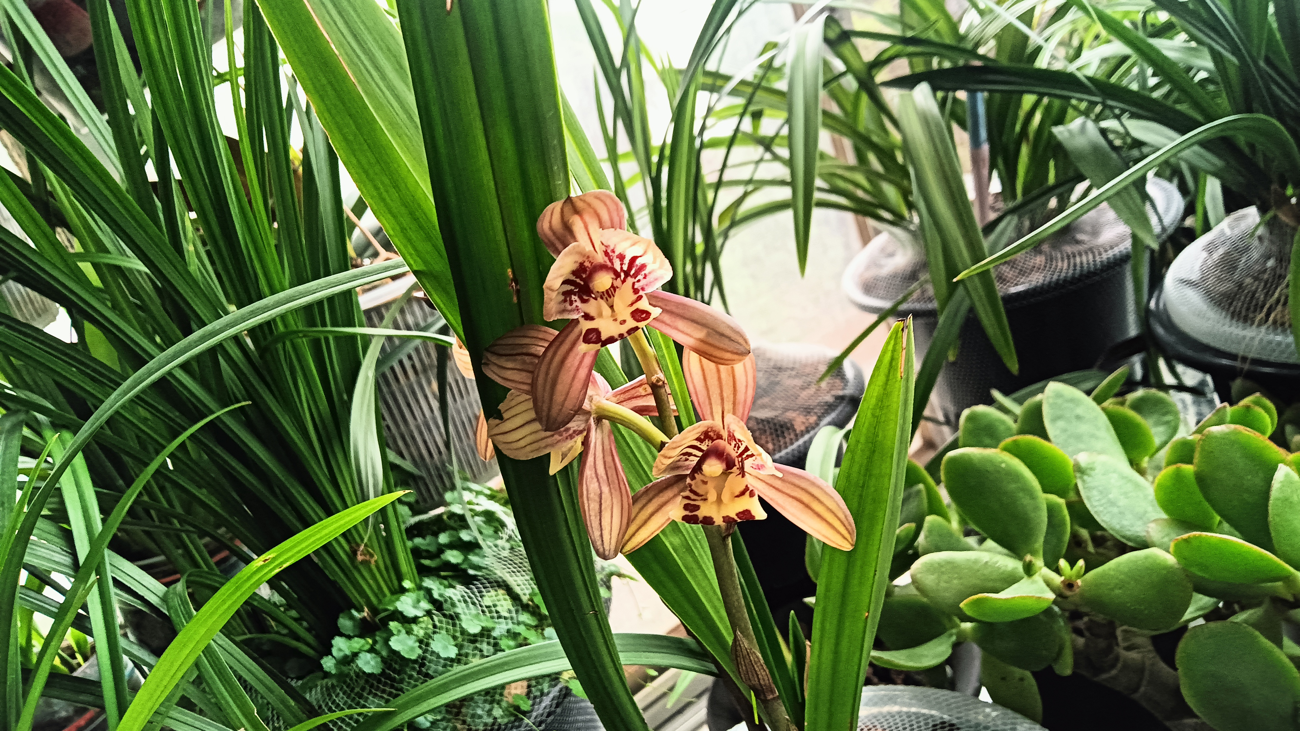 这是建兰红君荷,瓣型色花,清香型的,颜色也漂亮,版型也挺好的,越看越