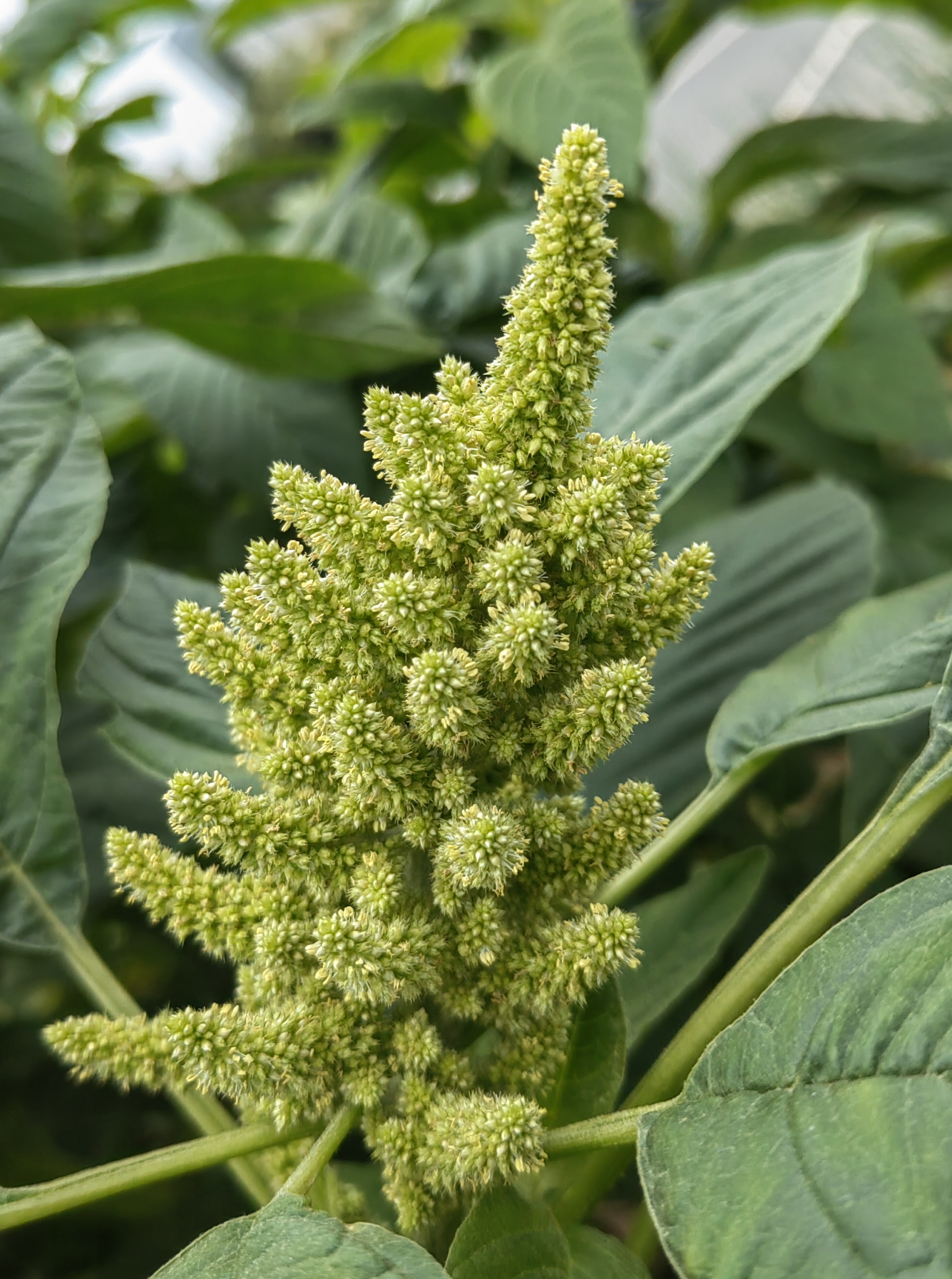 看看苋菜开花是啥样?