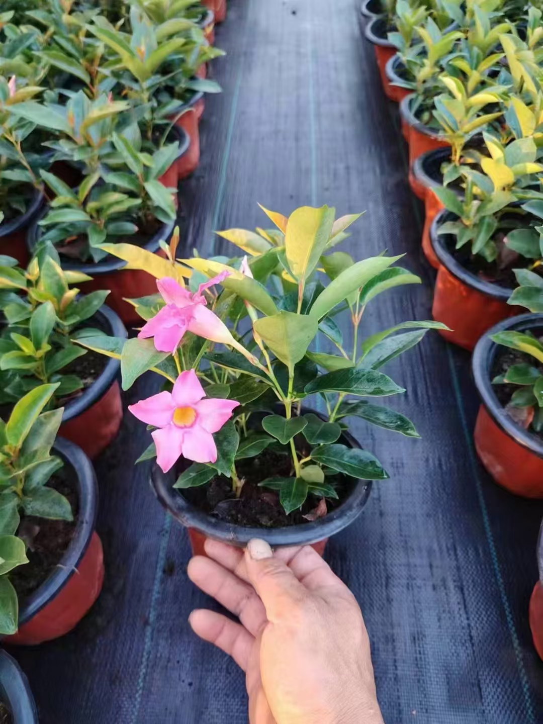 飘香藤又被称为红皱藤,双腺藤,双喜藤,文藤,红蝉花等