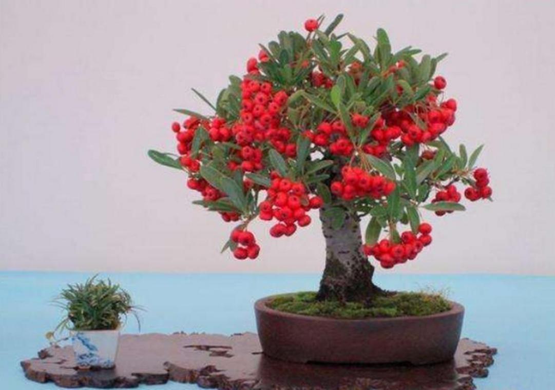精品盆栽——火棘,红红火火,看起来喜庆极了!