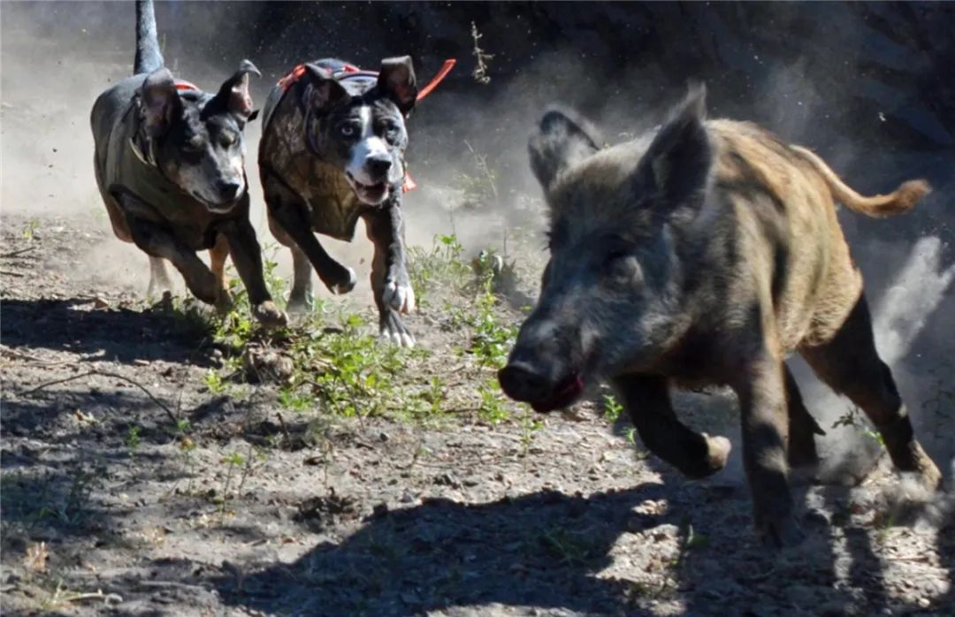 喜马拉雅山1头母野猪带9头小猪突围,8头跳过山崖,1头坠入山谷