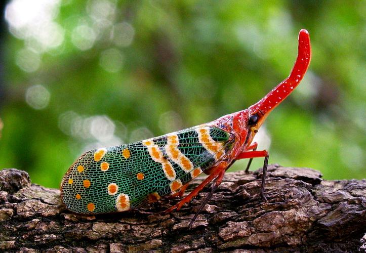 世界十大珍稀昆虫