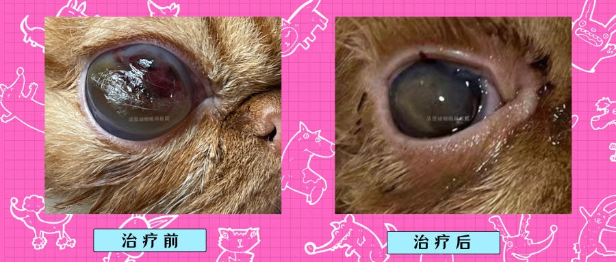 加菲猫眼睛发炎肿大,角膜溃烂,大泡性角膜炎,滴药治疗痊愈
